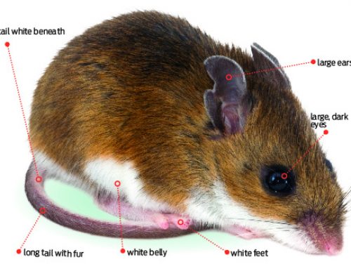 Deer Mice vs. House Mice