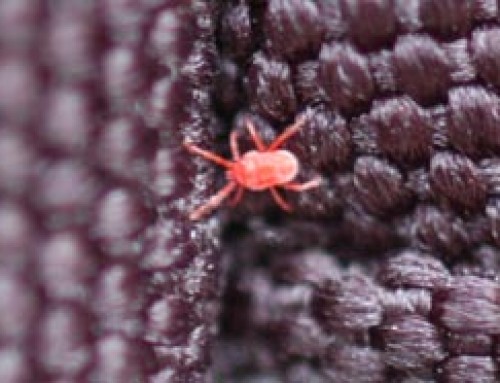 Seeing red: Clover mites