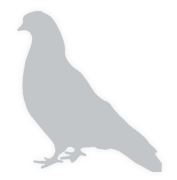 Pigeon-Out_03