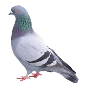 Pigeon-Roll_03