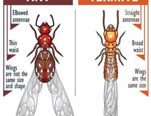 Know the difference between ants and termites