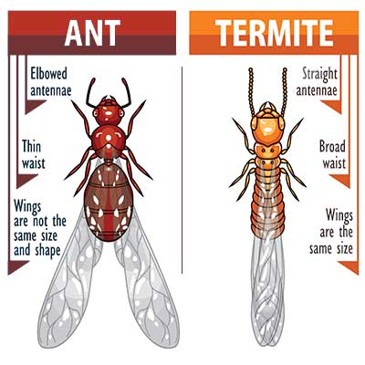 similarities between ants and termites