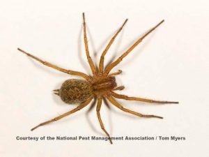 Hobo Spider