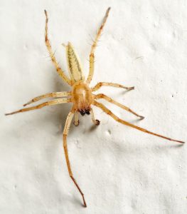 Yellow Sac Spider