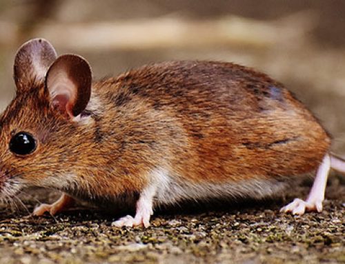 Rodents and their dangerous habit of chewing