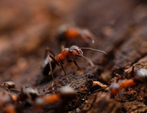 Take Action Against Ant Infestation