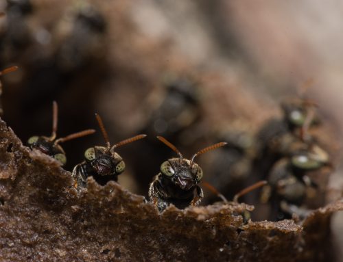 4 Truths about Ant Management