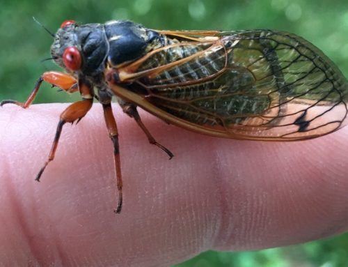 Brood X Cicadas set to run rampant across 15 states including New York