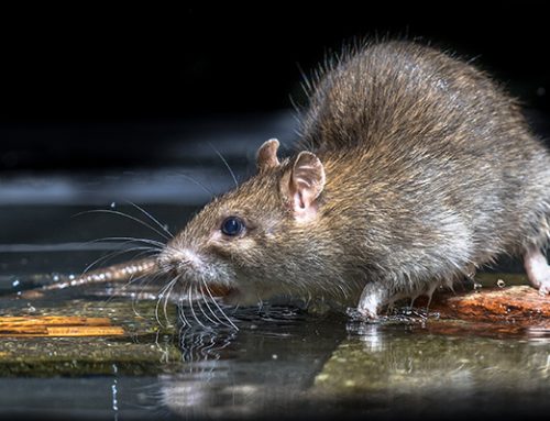 Rats and Rodents cause mayhem in New York