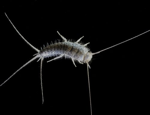 There’s no silver lining with silverfish