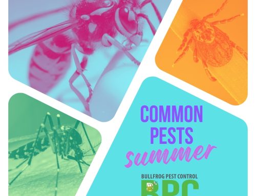 Late summer, early fall pests affect Long Island, New York