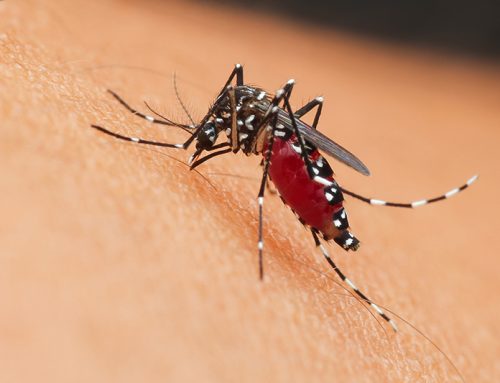 Watch out for common pests this spring